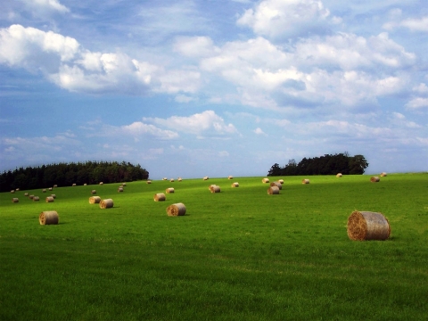 Šieno ritiniai laukuose 2011